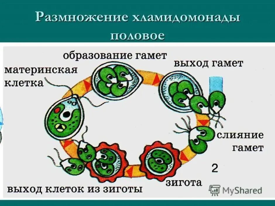 Размножениеламидомонады. Бесполое размножение хламидомонады. Размножение хламидомонады. Половое размножение хламидомонады. Установите последовательность этапов полового