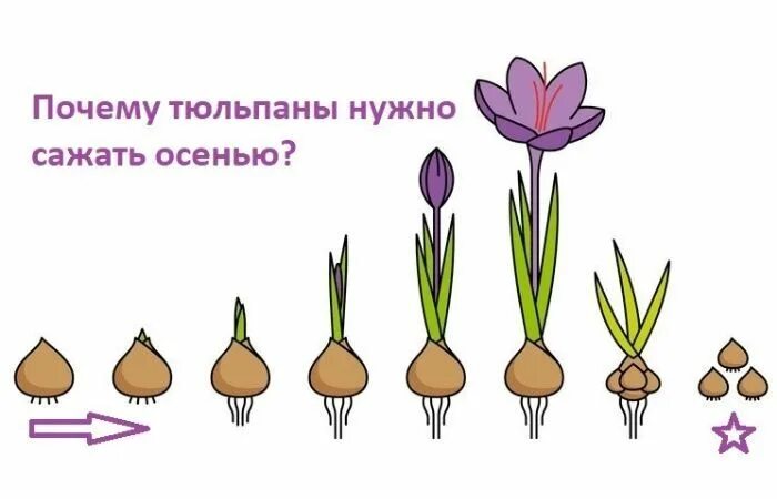 Какой срез должен быть у тюльпанов