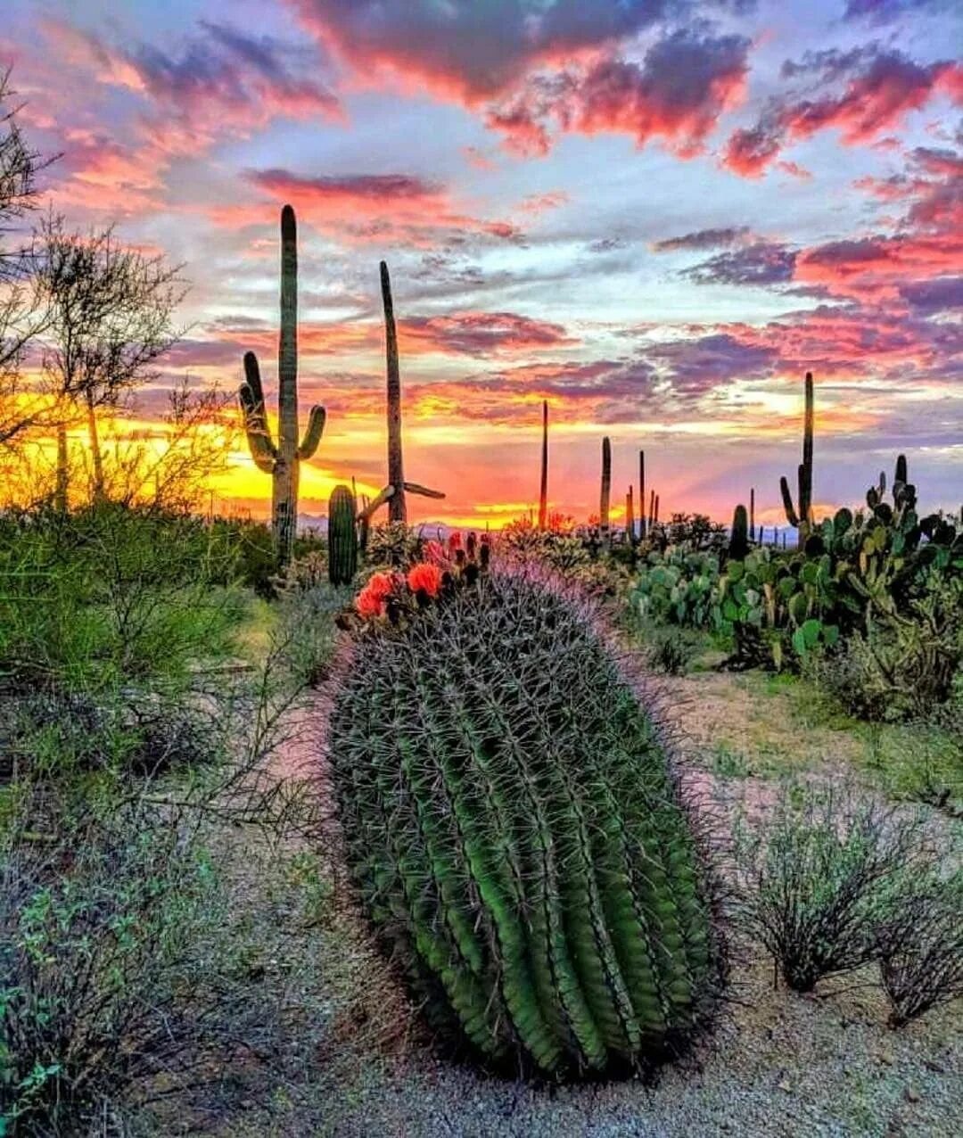 Mexican cactus. Национальный парк Сагуаро штат Аризона. Аризона кактусы. Парк кактусов Аризона. Финикс Аризона пустыня кактусы.