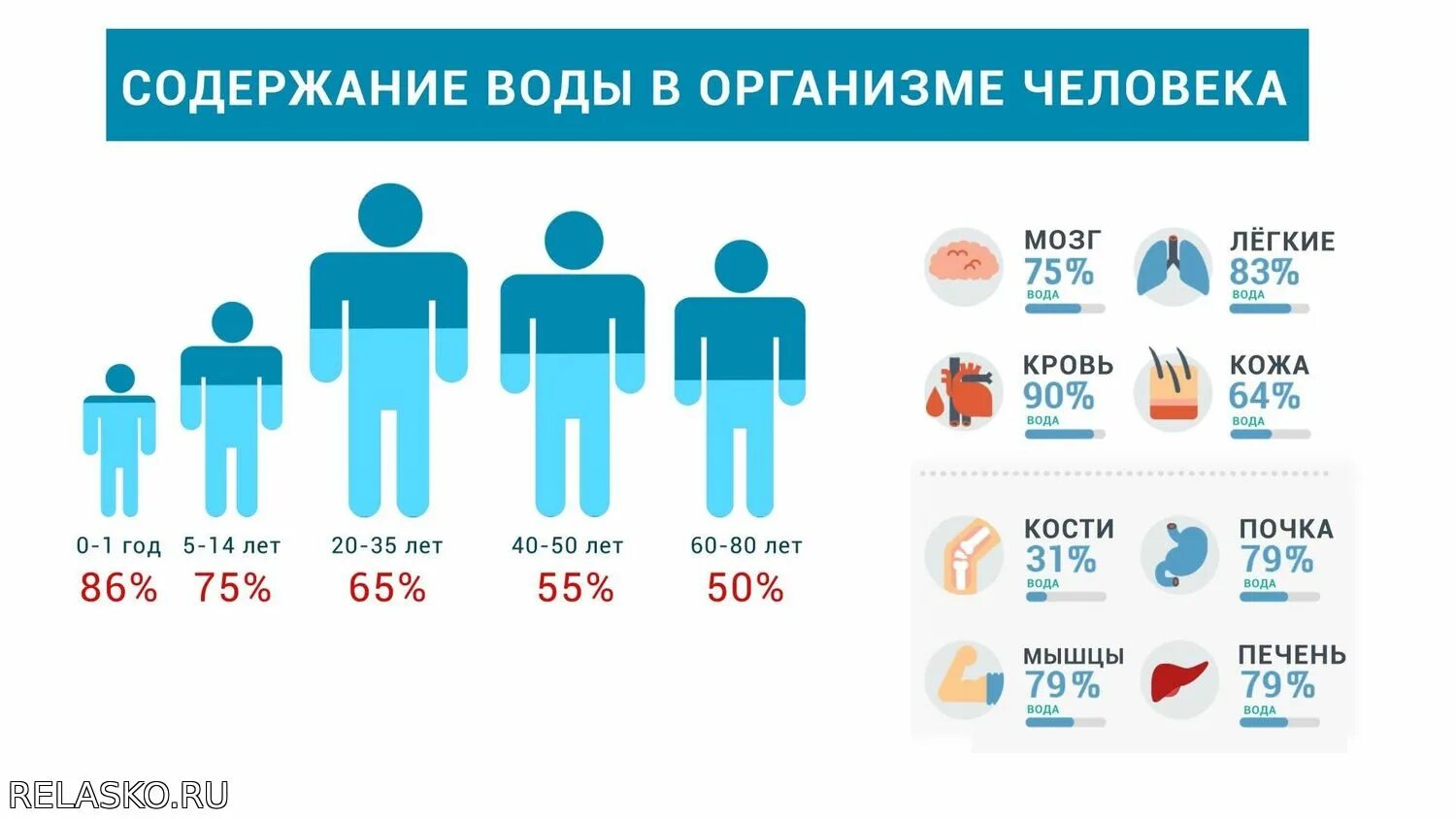 Вода в организме человека. Плотность крови человека. В среднем в организме человека содержится. Опасная потеря крови для человека. В среднем в организме человека содержится.