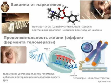 Фермент теломеразы что это