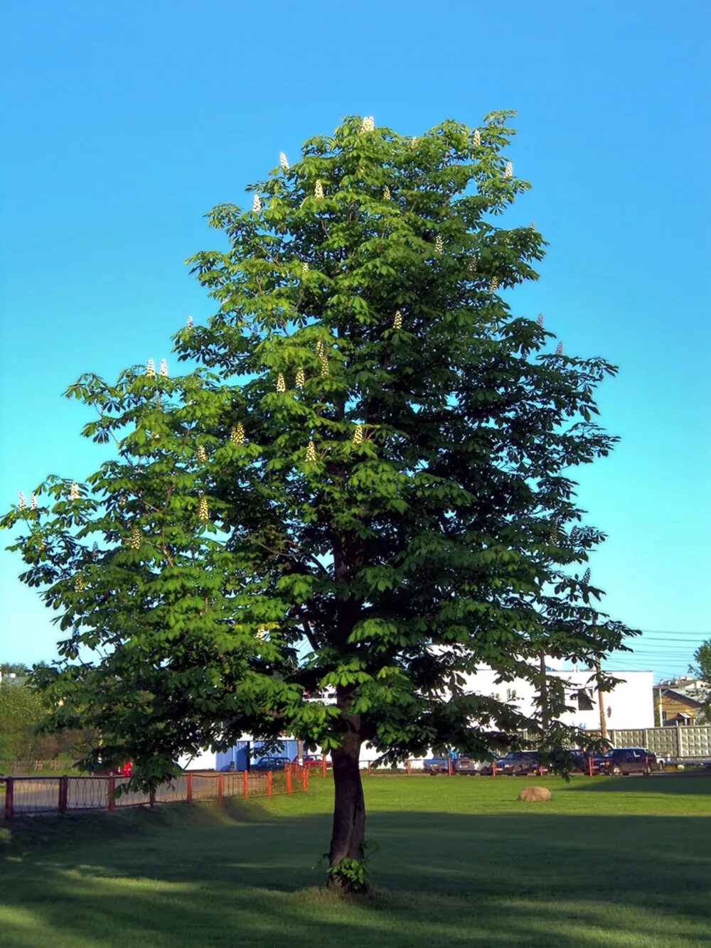 Вяз шершавый (ильм) — ulmus glabra. Конский каштан дерево. Липа сердцевидная tilia cordata. Осина обыкновенная (populus tremula). Дуб черешчатый кавказ.