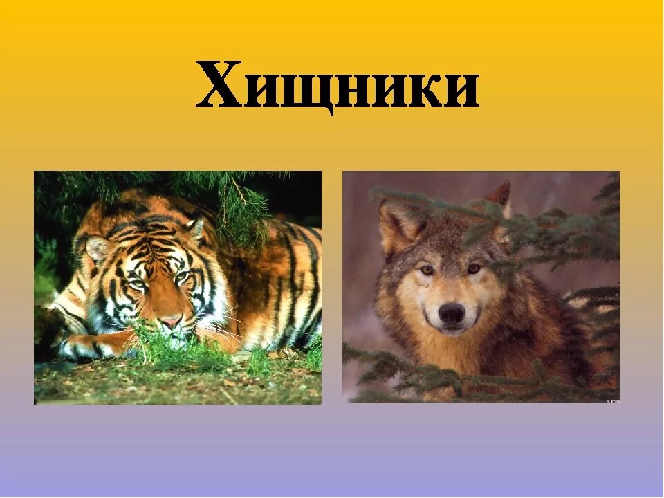 3 хищных животных. Хищные животные примеры. хищники окружающий мир. хищники класс животных. хищники слайд.