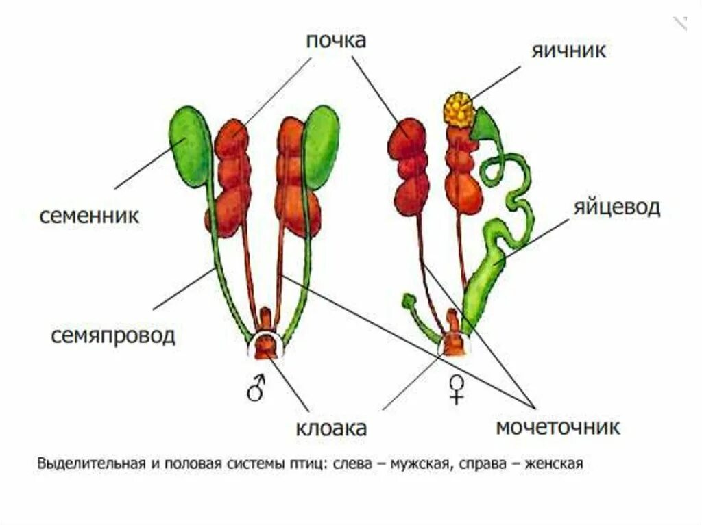 Охарактеризуйте особенности строения органов размножения птиц. Строение выделительной системы птиц. Выделительная система птиц. Выделительная система система птиц. Стр1ение вы3е2ите20н1й системы птиц.