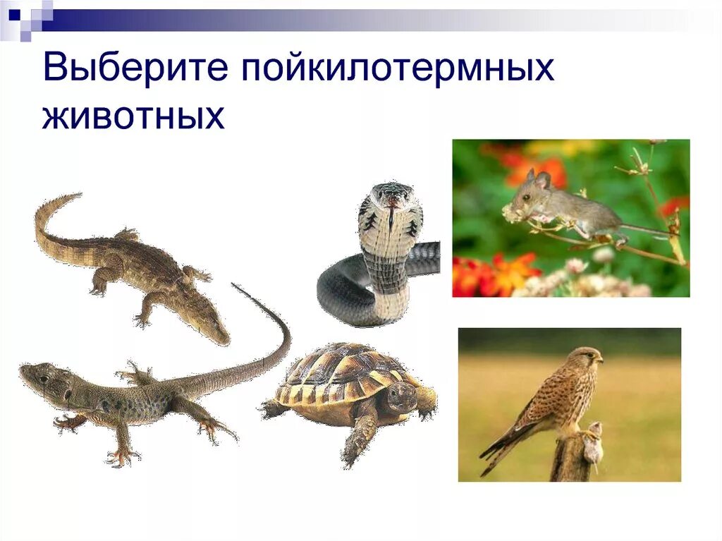 Какие животные относятся к пойкилотермным животным. Холоднокровные пойкилотермные. пойкилотермные животные. примеры пойкилотермных животных. холоднокровные животные это примеры.