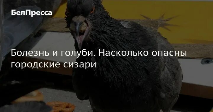 Ядовитый голубь. Болезни переносимые голубями. Голуби переносчики болезней. Чем можно заразиться от голубей человеку. Голуби переносчики болезней.