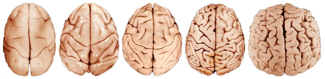 Эволюция головного мозга человека. Мозг человека примитивен.
