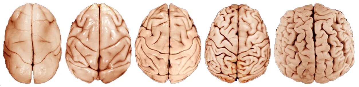 Эволюция развития мозга. Эволюция головного мозга человека. Мозг человека примитивен.
