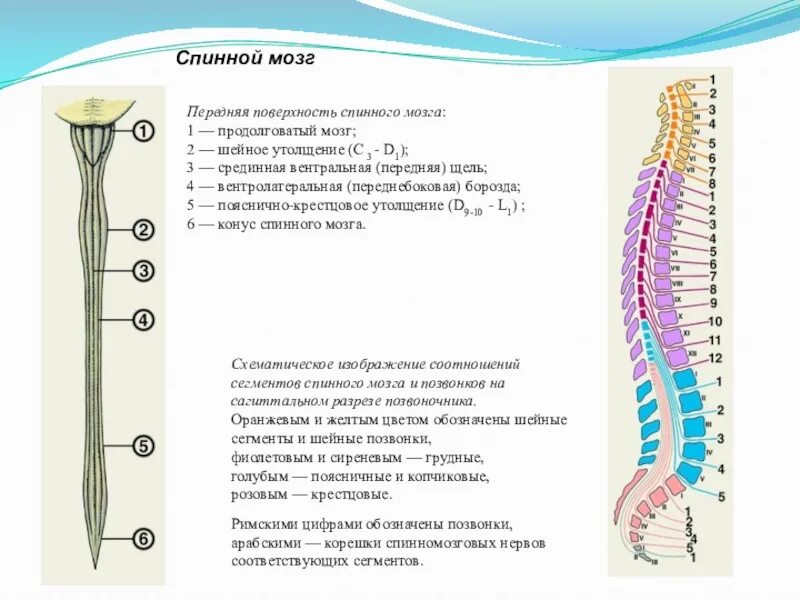 Спинной мозг сегменты таблица. Поясничное утолщение спинного мозга. сегменты спинного мозга утолщения. спинной мозг границы верхняя и нижняя утолщения поверхности борозды. шейное утолщение спинного мозга анатомия.
