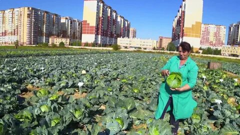 Федеральный научный центр овощеводства