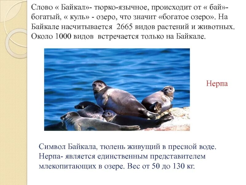 Что означает слово Байкал. Значение слова Байкал. Байкал слово. Байкал текст. Определите основную мысль текста озеро байкал расположено