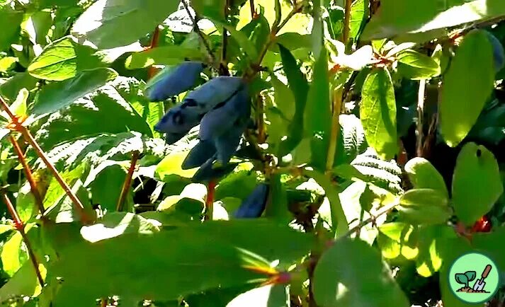 Жимолость гжелка. Жимолость. Жимолость съедобная куст. Почему не плодоносит жимолость. Виноград похожий на жимолость.