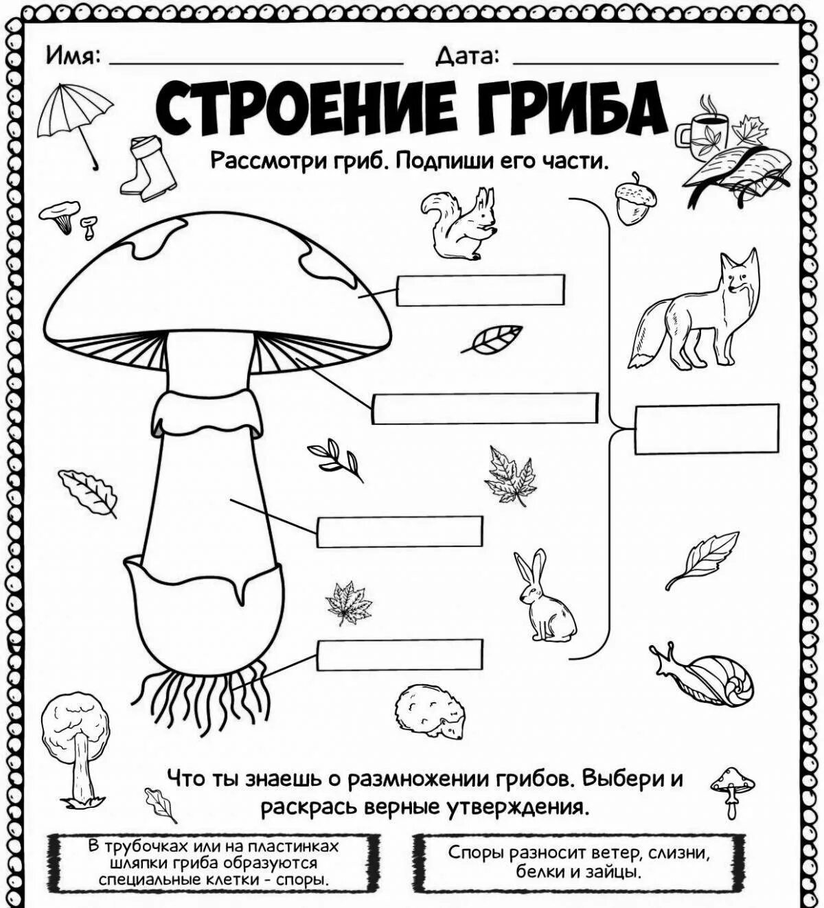 Рабочий лист окружающий мир 3 класс грибы. Рабочий лист грибы. грибы рабочий лист дошкольники. строение гриба раскраска. рабочий лист по теме грибы.