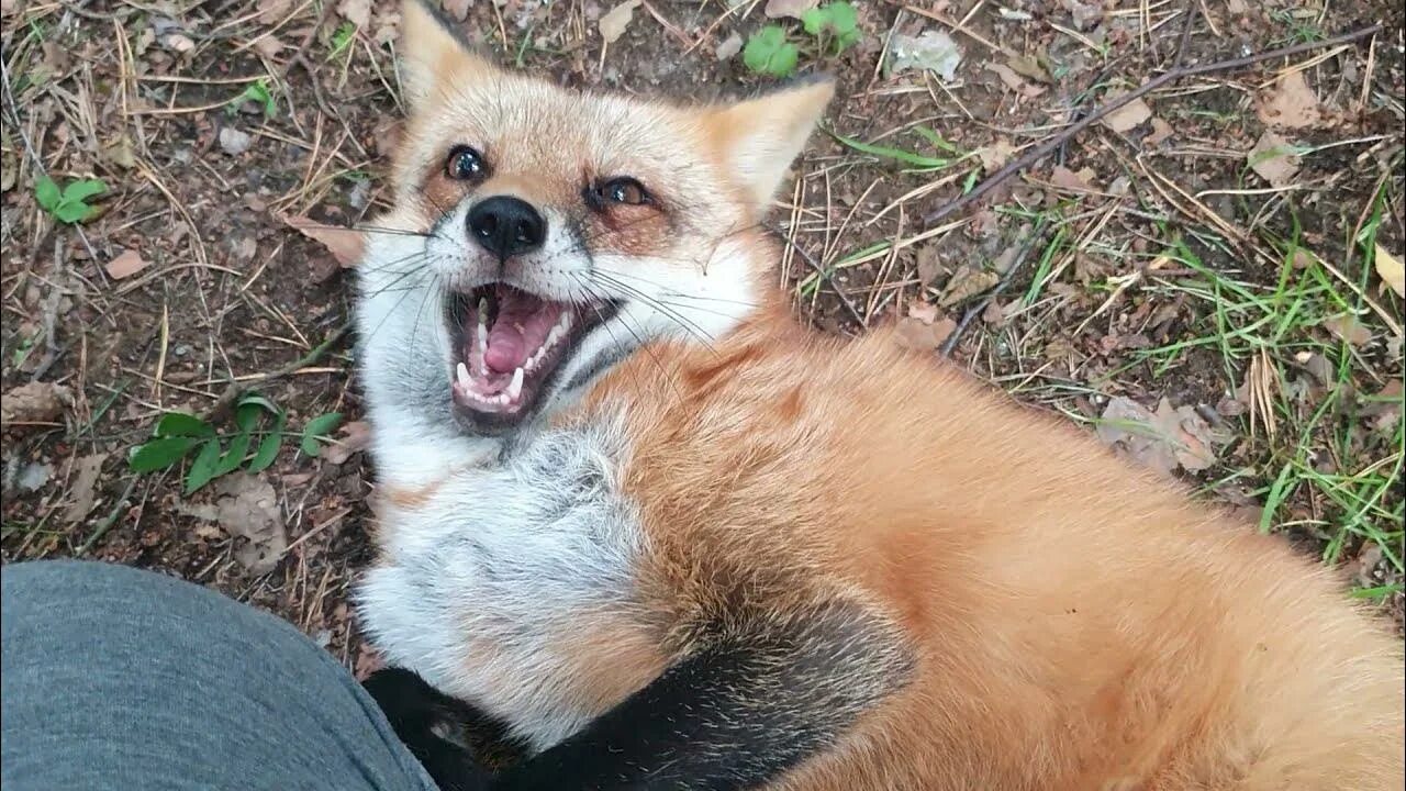 Алиса лиса чешите. Лиса алиса видео. Лиса алиса домашняя лиса. Лиса алиса видео. Лиса алиса.