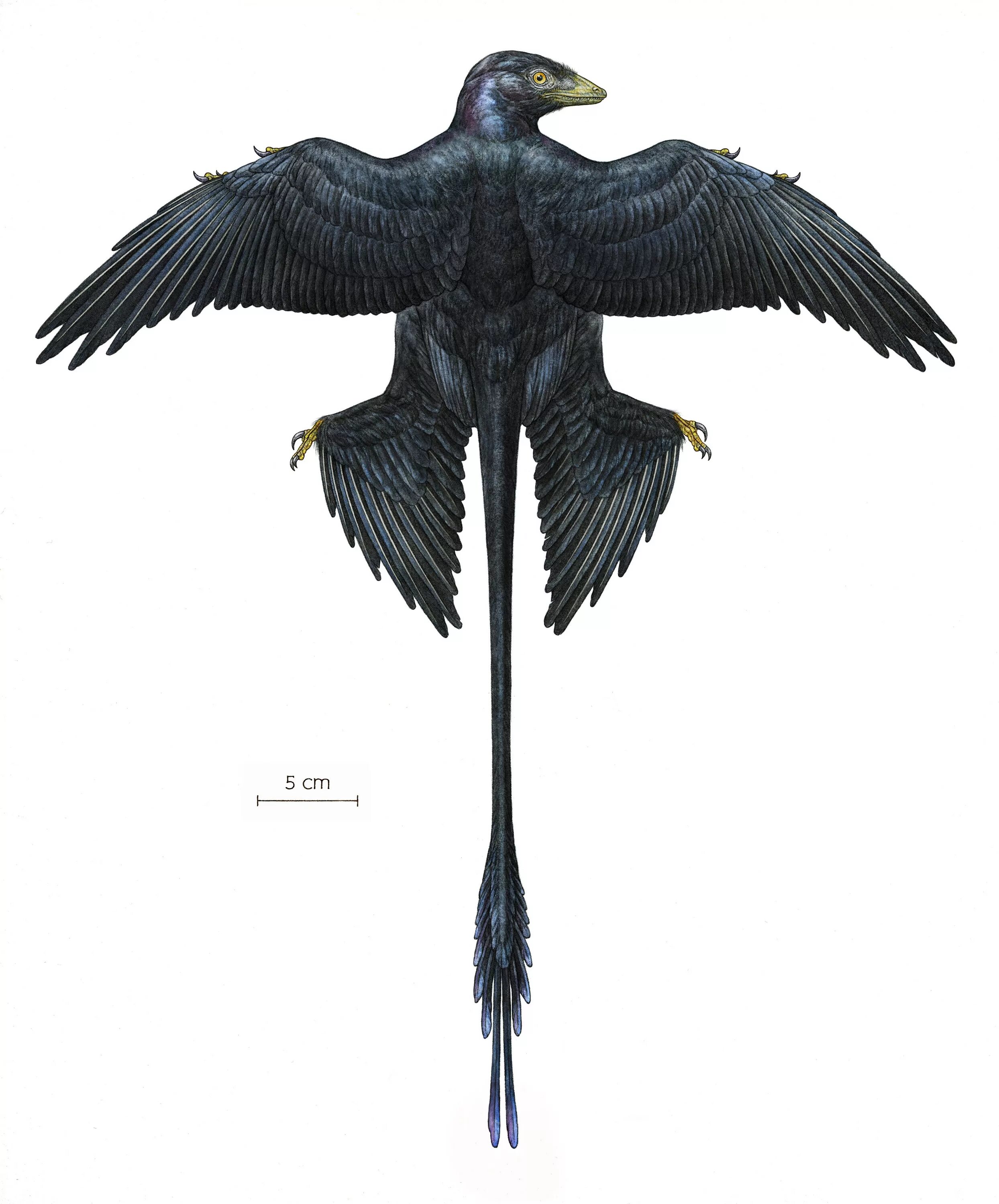 Микрораптор. Четырехкрылый микрораптор. microraptor zhaoianus. микрораптор динозавр. микрораптор гуи.
