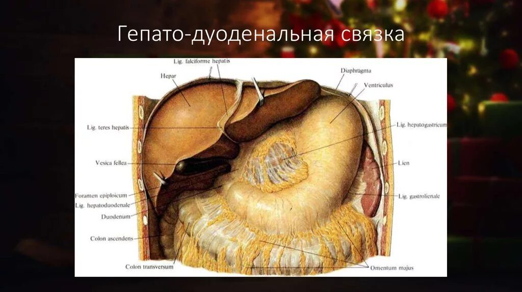 Винслово отверстие. Сальниковое винслово отверстие. Печеночно 12 перстная связка. Винслово отверстие топографическая анатомия.