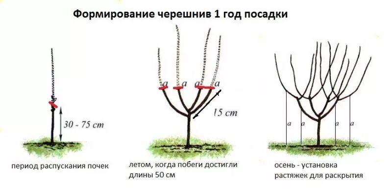 Нужно ли обрезать саженцы при посадке