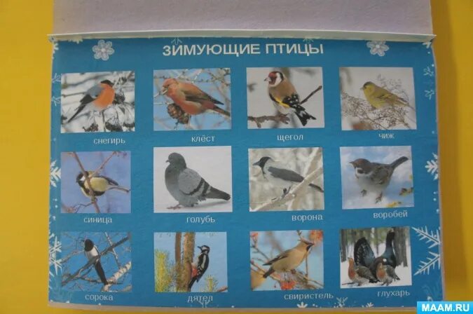 Альбом зимующие птицы. Альбом зимующие птицы