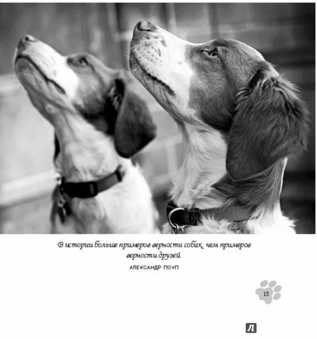 Как повысить верность. Собачья верность. Преданность собаки. Истории про верность. Картинки про верность собак.