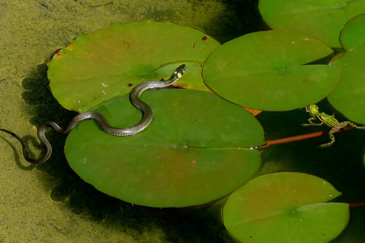 лягушки спариваются. что едят лягушки. жаба и слизень. жаба и слизень. жаба и слизень.