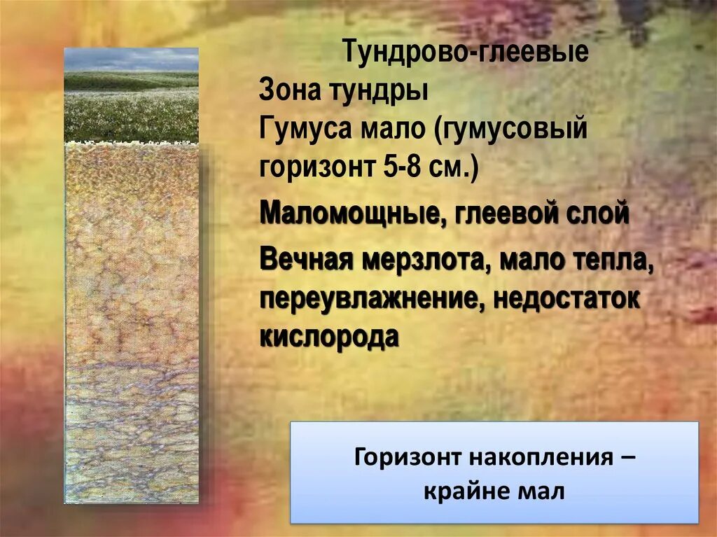 Соотнесите природные зоны и характерный тип почвы. Тундрово-глеевые почвы России. Почвы России 8 класс география горизонты. Тундрово глеевые почвы гумусовый Горизонт. Характеристика почвы России Тундровая глеевая.