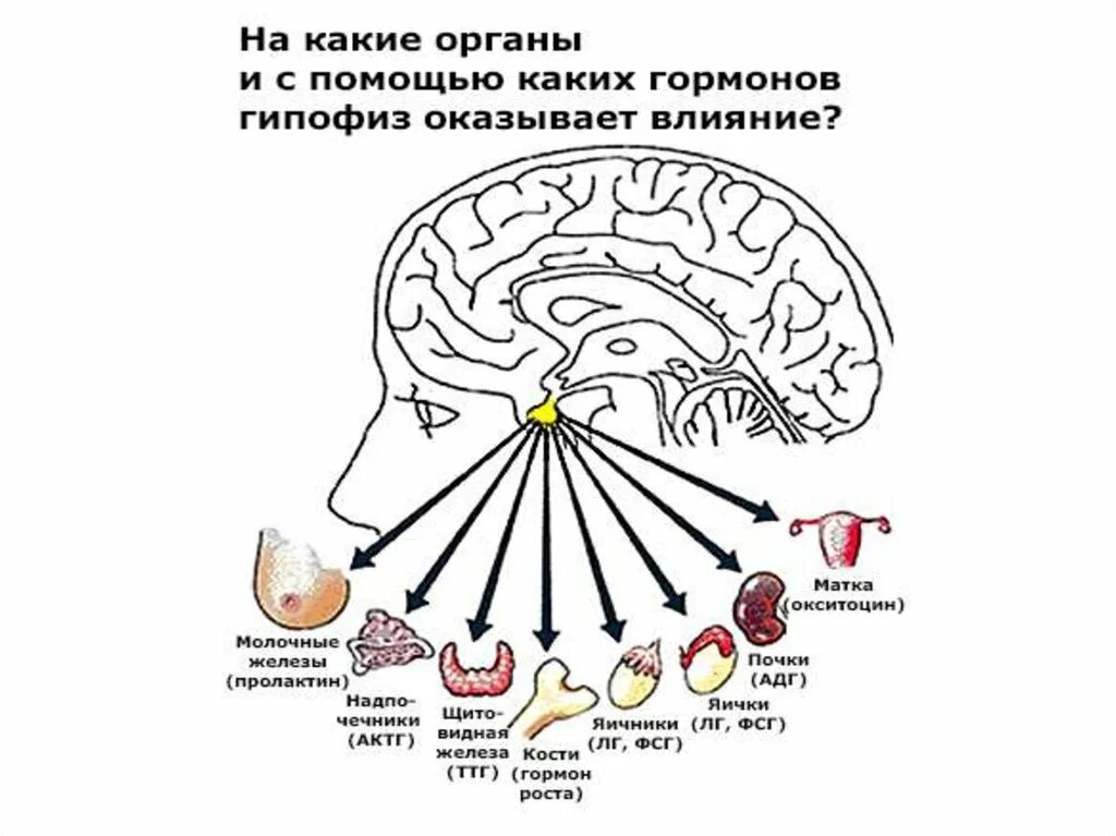 Гормон который отвечает за. Координация и регуляция. какой гормон отвечает за агрессию у мужчин.