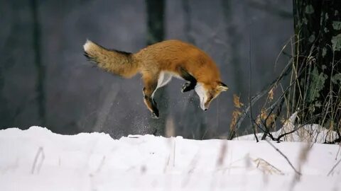 Лиса мышкует зимой видео