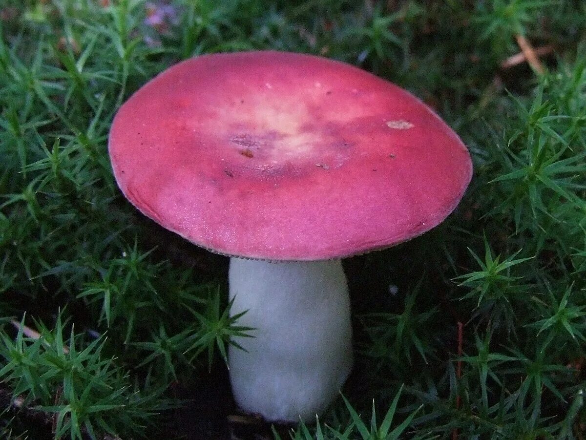 Почему сыроежки синеют. Грибы russula emetica. сыроежка синявка. сыроежки разноцветные грибы. сыроежка бугорчато-лазоревая.