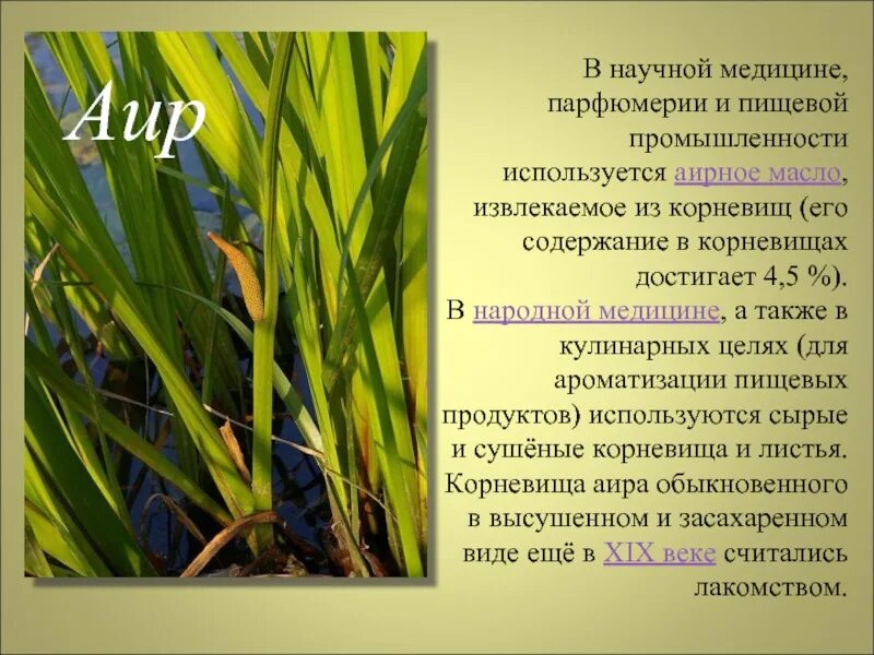 Аир рецепты. АИР болотный гигрофит. АИР болотный Acorus Calamus сырье. АИР обыкновенный описание. АИР обыкновенный или болотный.