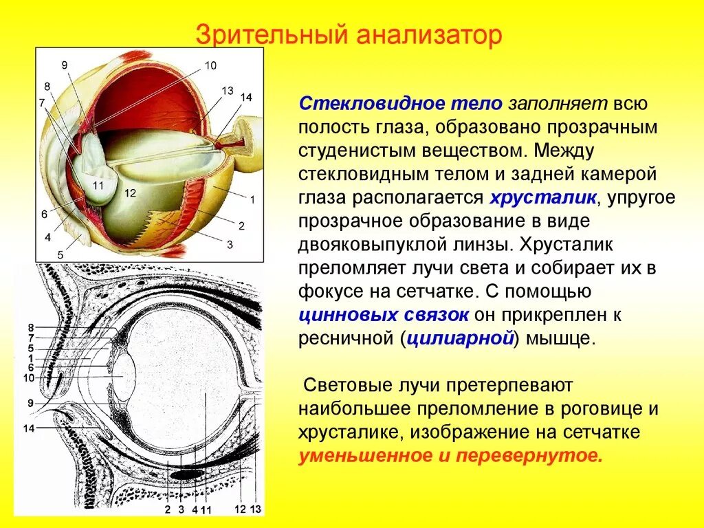 Зрительный анализатор строение анатомия. Строение и функционирование зрительного анализатора. Отделы зрительного анализатора хрусталик стекловидное тело. Анализаторы зрительный анализатор строение и функции глаза. Механизм работы зрительного анализатора гигиена зрения