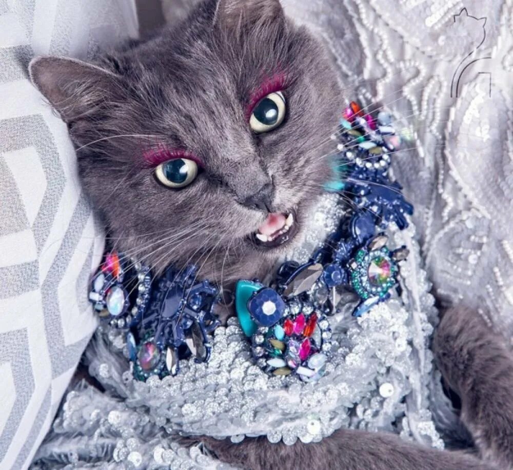 Котик мод