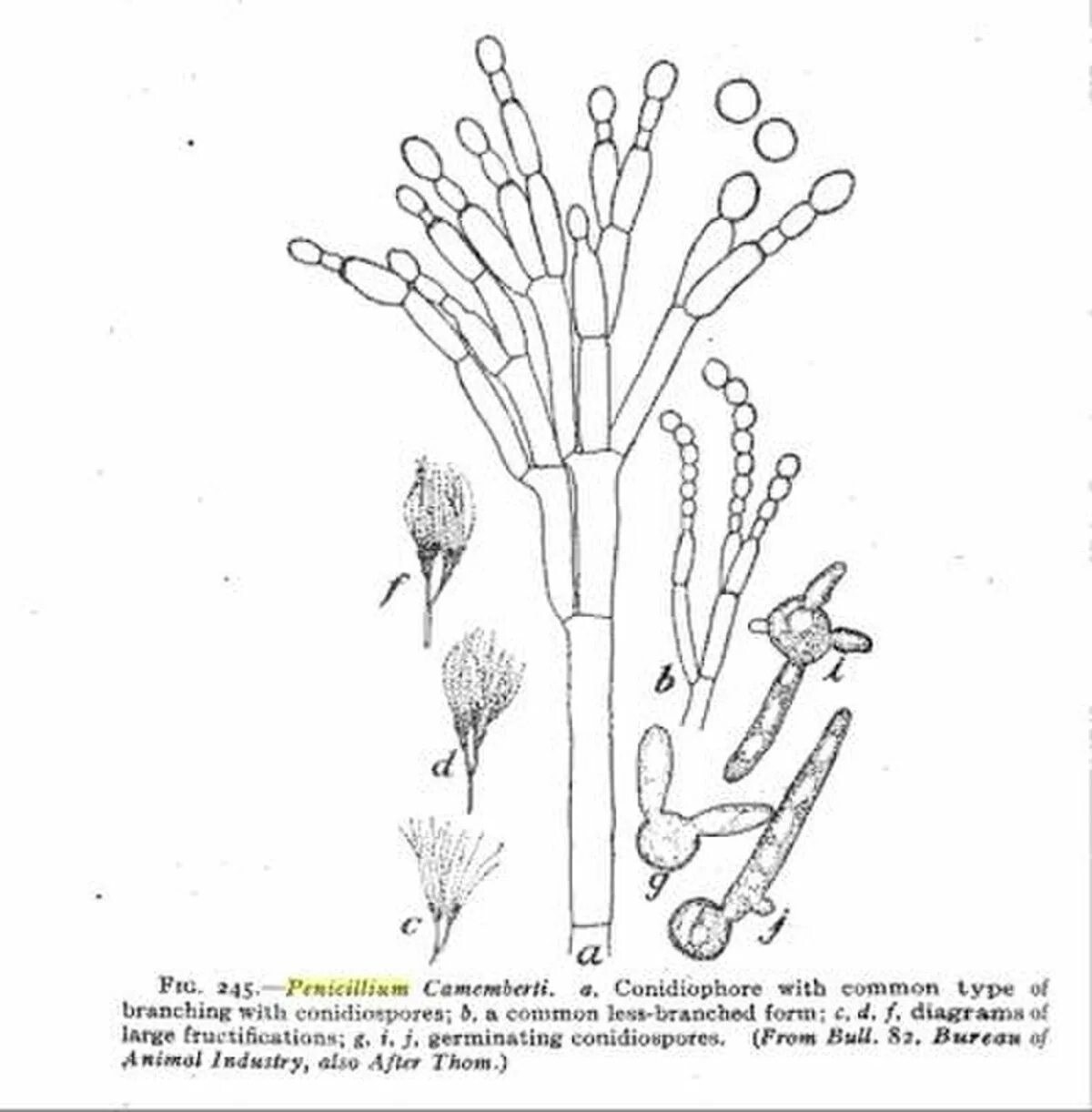 Внешнее строение пеницилла. Конидии пеницилла. плесневые грибы penicillium roqueforti. гриб пеницилл строение. пенициллиум гриб рисунок.