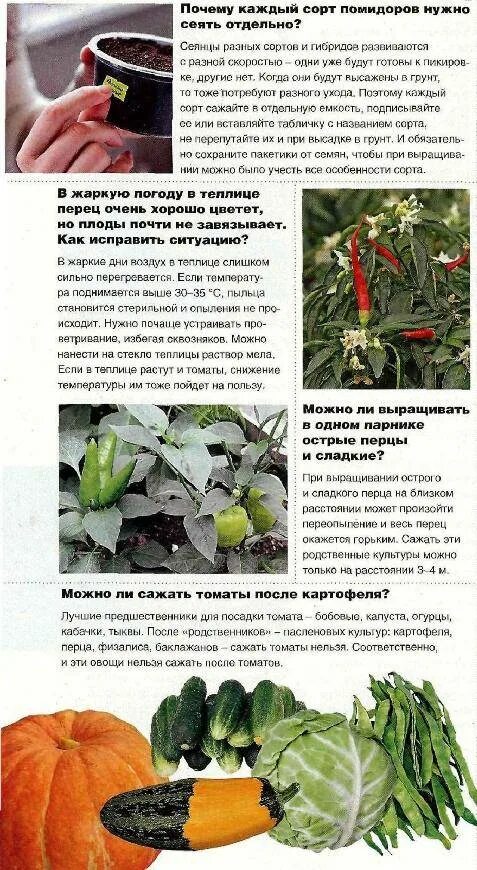 Можно ли садить помидоры после огурцов. Что посадить после перца. что можно посадить после перца. что можно садить после перца. рядом с чем можно сажать перец.