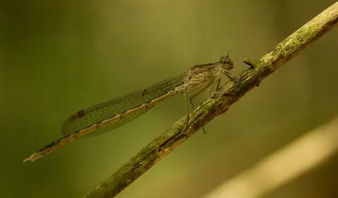 Лютки - семейство Lestidae