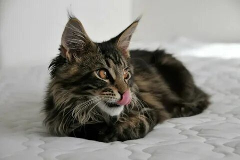 Коты большие с кисточками