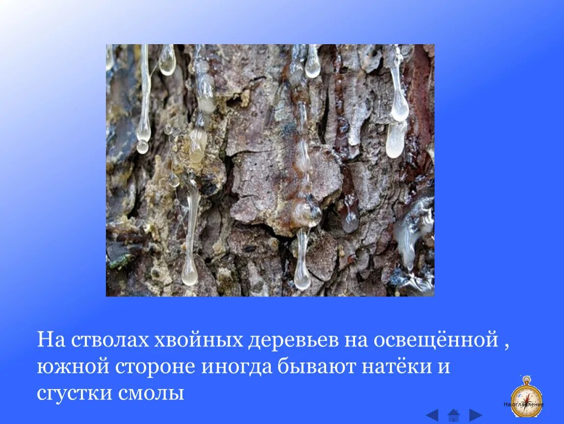 По стволу дерева можно. Ориентирование на местности по смоле на деревьях. Ориентирование по смоле на дереве. Ориентирование по смоле хвойных деревьев.