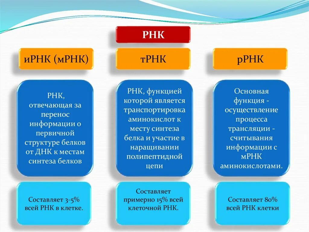 Функции рнк в биосинтезе белка. Функции ирнк трнк ррнк. трнк ирнк ррнк таблица. ирнк трнк ррнк характеристики. структура ирнк трнк ррнк.