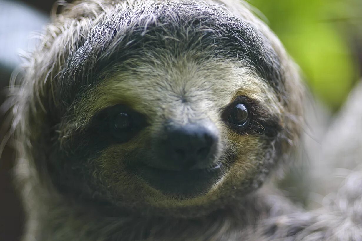 трехпалый ленивец. какое самое медленное животное в мире. карликовый трехпалый ленивец. карликовый ленивец. Silence funny.