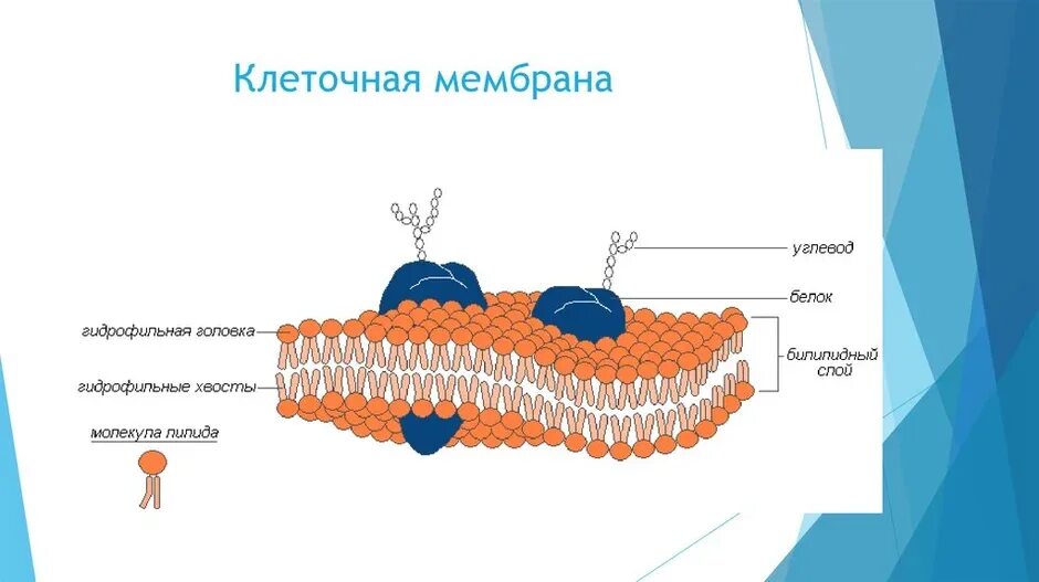 Строение 8. Схема строения плазматической мембраны клетки. Строение клетки с мембраной и органеллами. Строение мембраны органоидов клетки. Мембраны органелл строение.