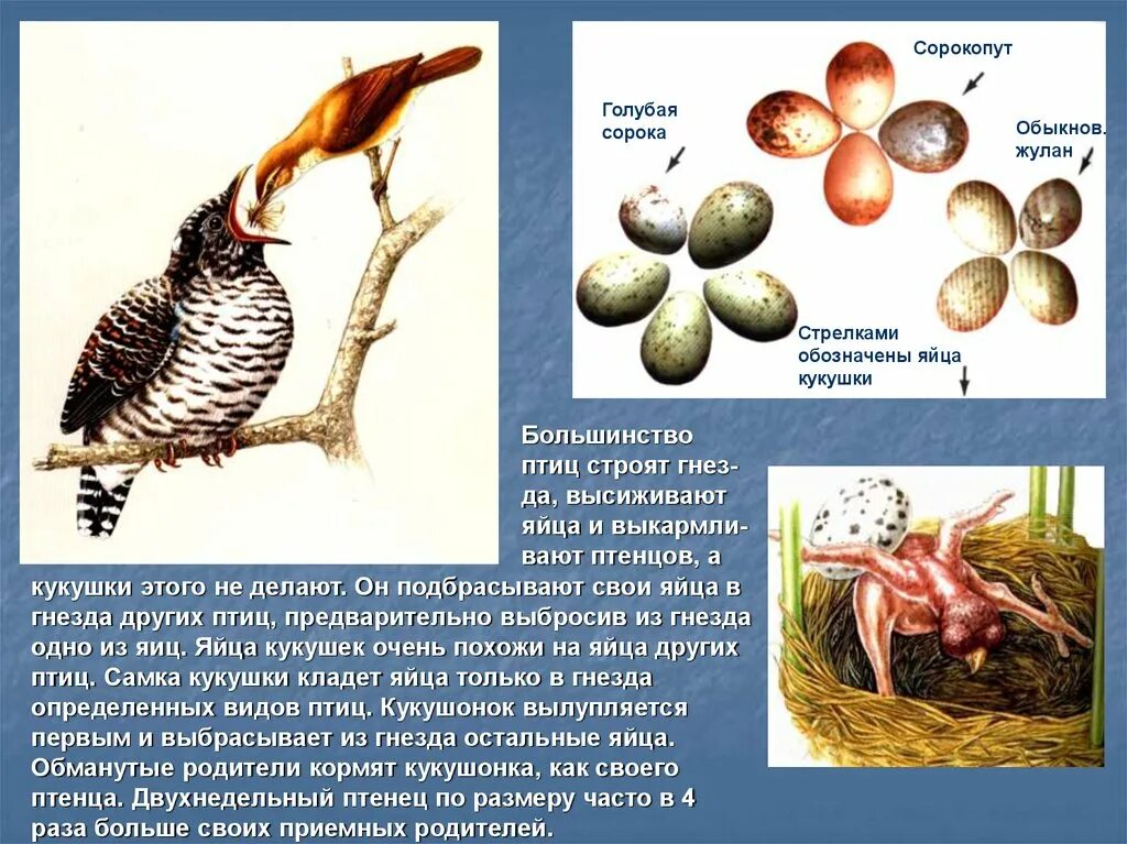 Яйца кукушки. Птица высиживает яйца. Кукушка высиживает яйца. Птица насиживает яйца.