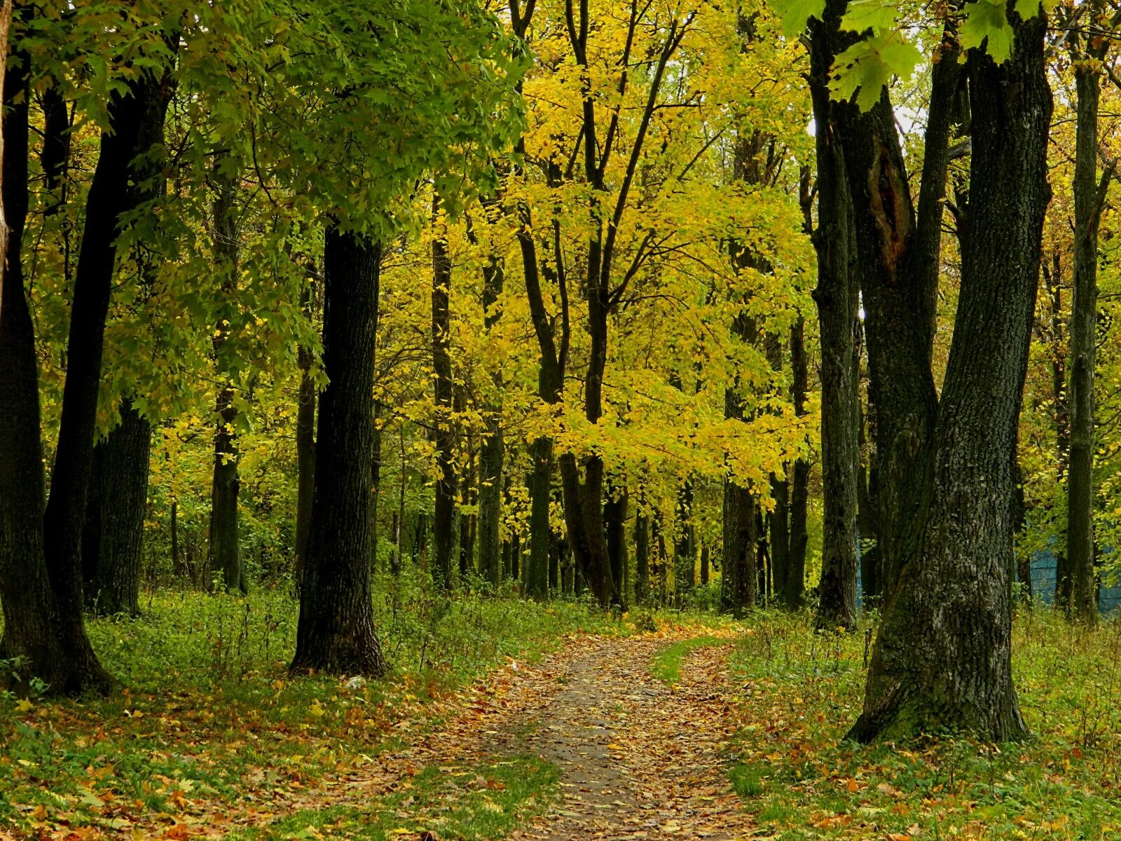 Сосновый лес. Первый лес. Лес настоящий. Лес роща бор. Это был обычный лес.