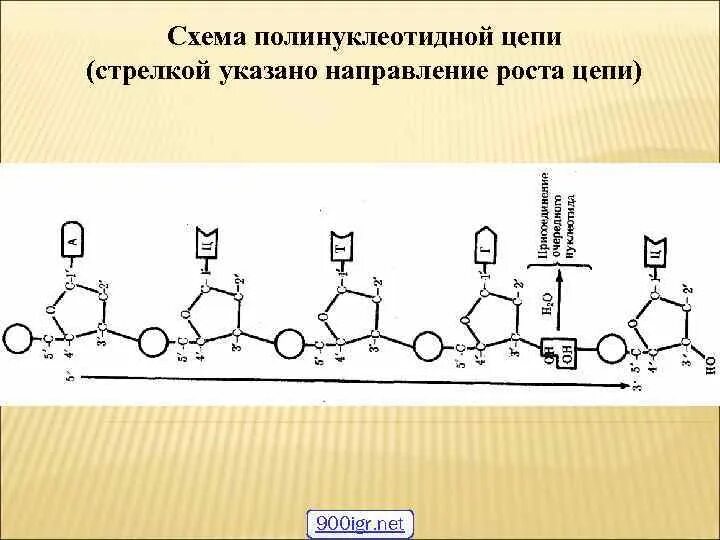 Полинуклеотидная цепь связи. Схема полинуклеотидной цепи. Первичная – полинуклеотидная цепь. Схема строения полинуклеотидной цепи. Формирование полинуклеотидной цепи.