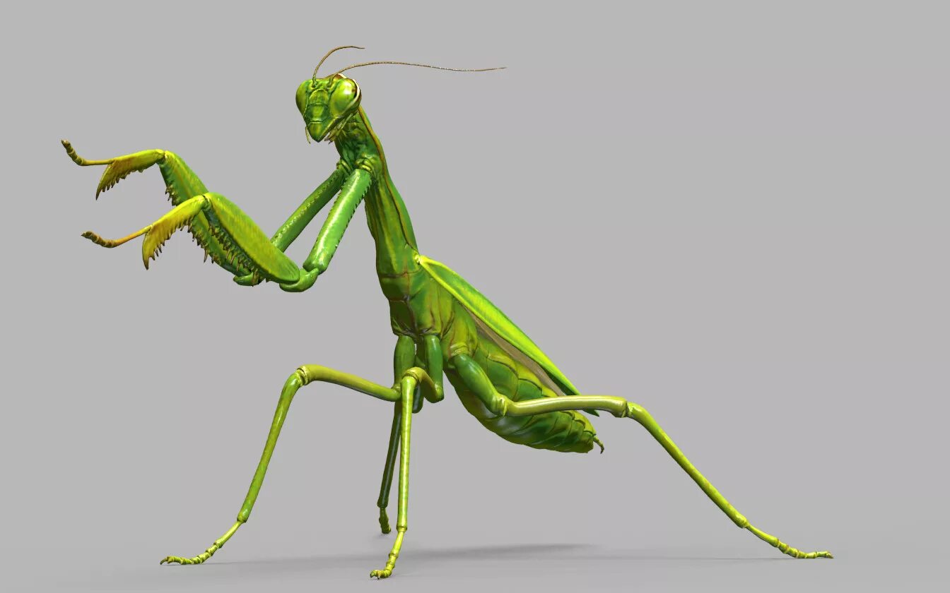 Mantis animations. Богомол. Внешнее строение богомола. Богомол 3д. Mantid Madness богомол.