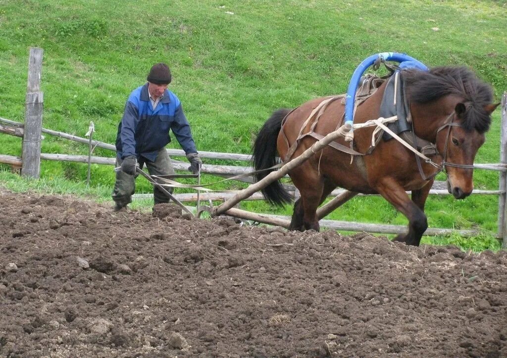 Как животное которое работает на пашне конь. Лошадь в сельском хозяйстве. Лошадь пашет. Пахота на лошади. Плуг для лошади.