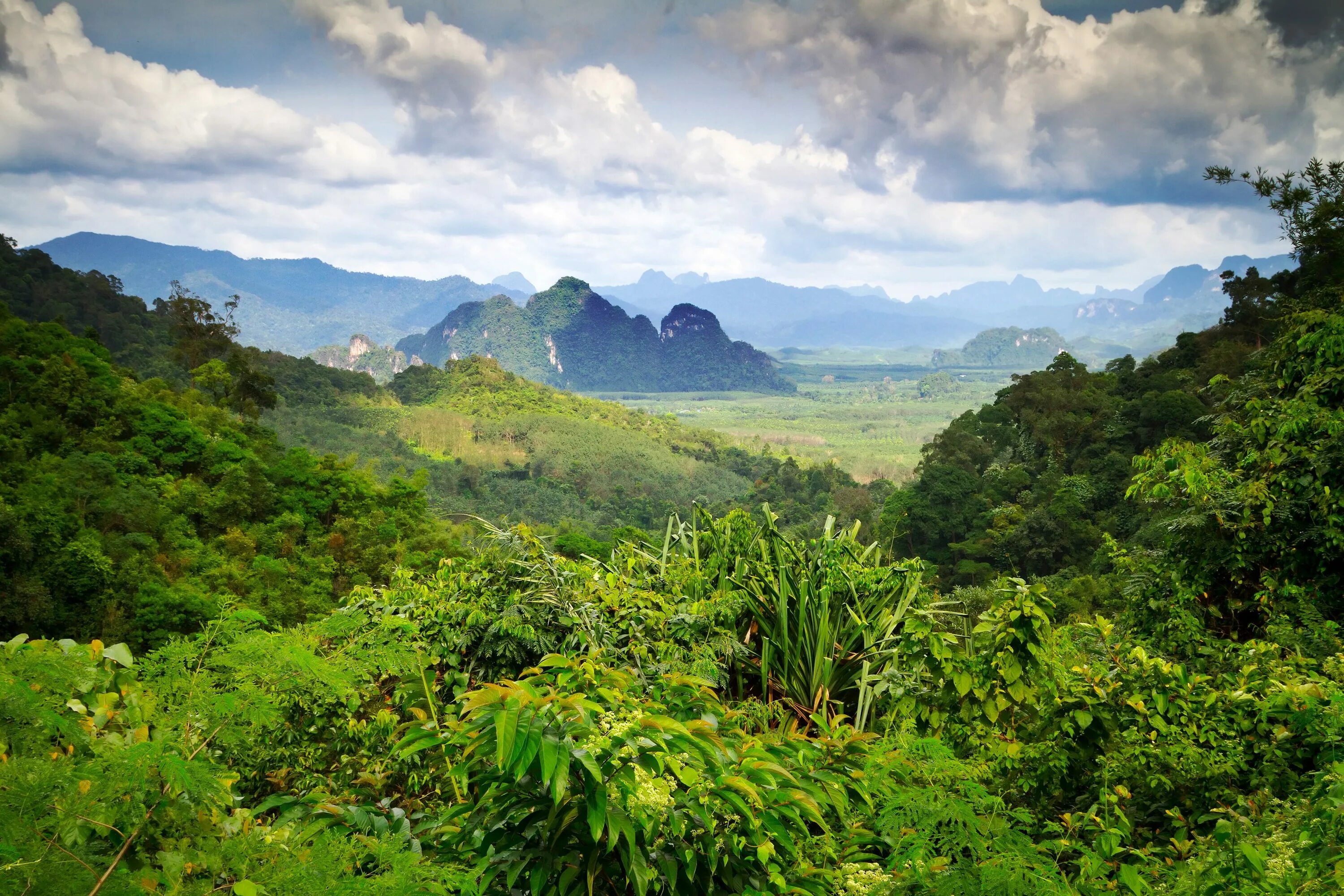 Тропические вечнозеленые леса Тайланда. Тропические джунгли Таиланд. Национальный парк Юй Шань Тайвань. Тропические горные вечнозелёные леса.