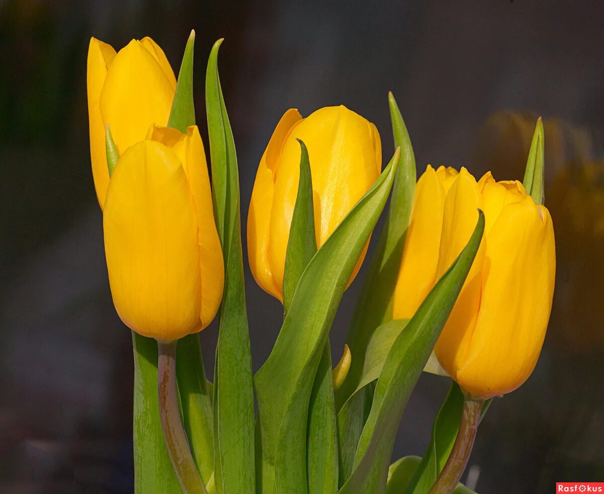 Крокус голден йеллоу. Большой букет желтых тюльпанов. Букет желтых тюльпанов. Желтые тюльпаны. Тюльпан йеллоу мастер.
