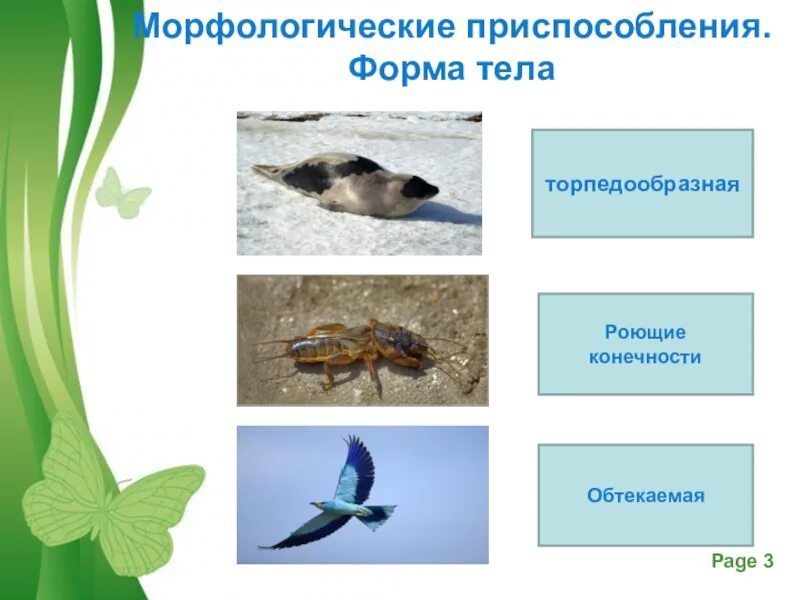 Морфологические приспособления форма тела. Морфологическая адаптация форма тела. Форма тела приспособленность. Приспособления у животных по форме тела.