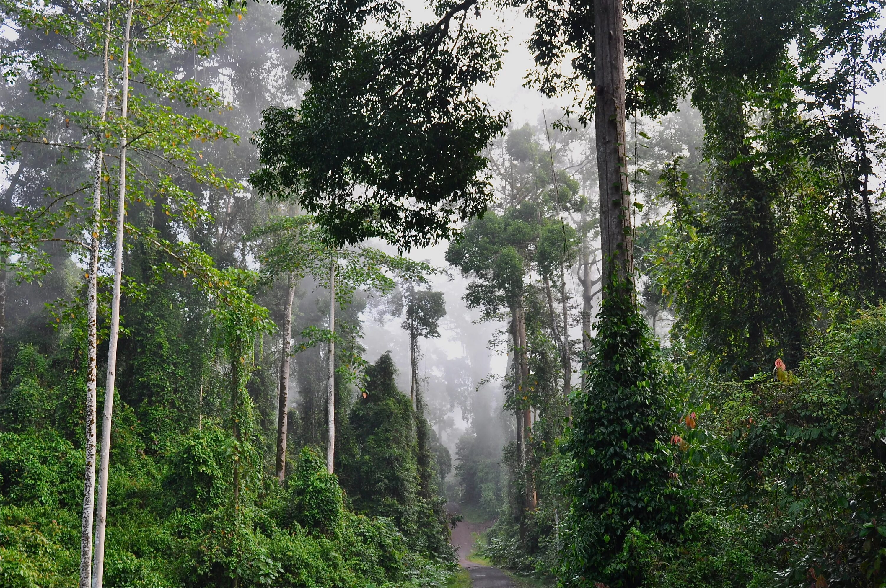Долина Данум Борнео. Леса Борнео. Лес Калимантан. Тропический лес Борнео.