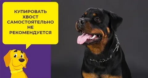 Что значить купировать