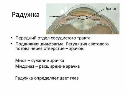Передний отдел